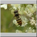 Parasyrphus lineola - Blattlausschwebfliege w02.jpg